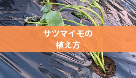 【初心者向け】サツマイモの植え方と手順を４STEPでやさしく解説